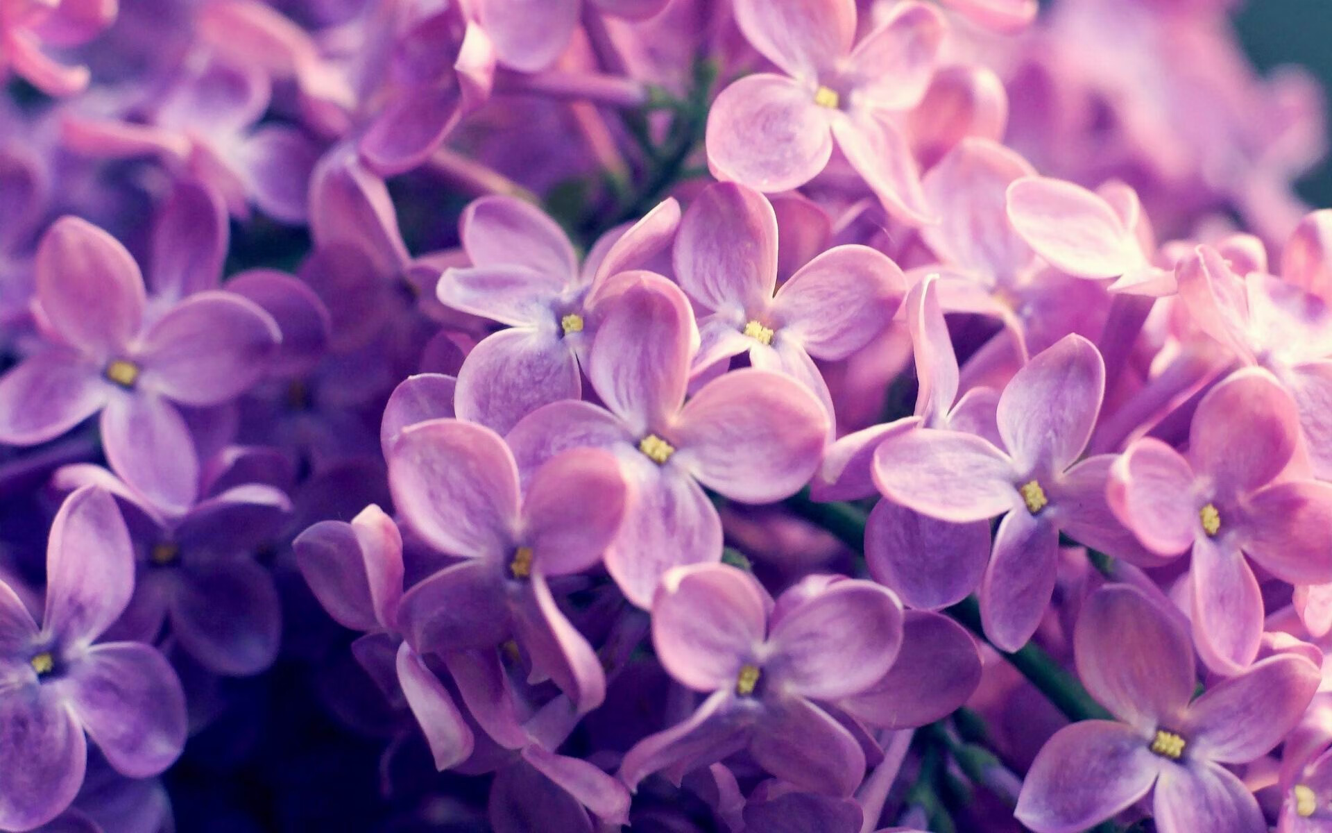 开云体育下载-双线制霸，森林狼团队压制与班凯罗街道狂飙背后的掌控密码